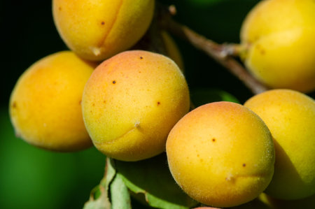 Apricots are rich in vitamins and have a piquant taste. Growing apricots can be a rewarding activity...