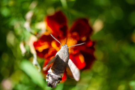 Flower power! This striking hawkmoth takes center stage as it delicately perches on a vibrant blossom, a perfect match for its stunning hues. NatureIn Focusの写真素材