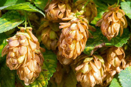 Enjoy the taste of summer with a refreshing beer brewed with plant-based hops. Experience the...