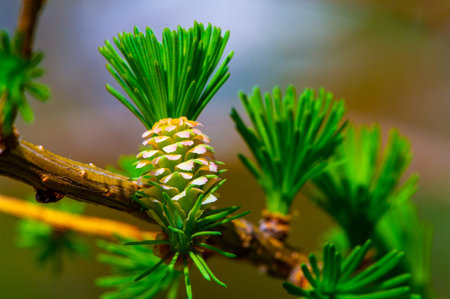Enjoy the beauty of larches in early spring. Enjoy the vibrant colors and new growth of larches this season. Go on a hike or nature walk to admire the larches in all their glory.の写真素材