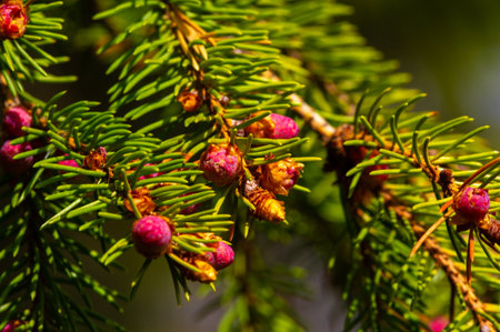rare pink cones of Christmas trees, spring Close-up pink pine cones provide a serene reminder of nature's artistry, harmonizing with the renewed energy of the spring season. SpringSpringの写真素材