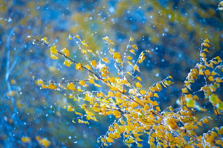 Experience the magic of winter with the beauty of snow-covered trees. Create a winter wonderland atmosphere in your backyard. Enjoy the peaceful and serene sight of snow gently covering the trees.の写真素材