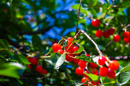 Contains essential vitamins for overall health. Juicy and ripe cherries are a delicious vegetarian...