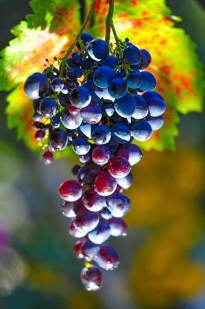 Enjoy the rich taste of fall through grapes and wine. Enjoy the beauty of grape leaves changing color in the fall. Enjoy a glass of fine wine made from grapes harvested at this time of year.の写真素材