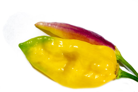 Collect a variety of chili peppers, including purple and yellow varieties. Spice up your dishes with...