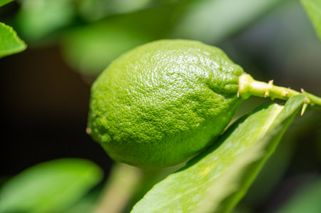 Refreshing citrus flavors of lime and lemon. Natural source of vitamin C in fruits. Green color symbolizing freshness and nature. Leaves of the tree used for culinary purposes.の写真素材