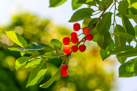 Juicy and ripe cherries are rich in vitamin C. A delicious snack for vegetarians who want to improve...
