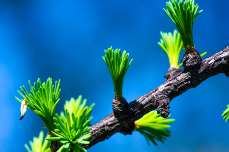 Enjoy the stunning sight of bright pink larch cones in spring. Admire the beauty of nature with blooming pine trees. Celebrate the arrival of spring with this rare and beautiful sight.の写真素材