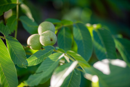 walnuts on the tree are ripe in autumn. In the Byzantine era, the walnut was also known under the name "royal nut".の写真素材