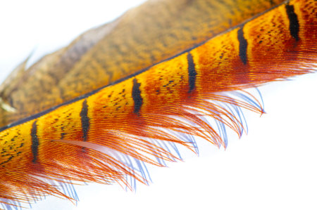 Unleash your imagination and soar on magical wings with this exquisite feathered pheasant. Let its bright shades and smooth curves take you to a world where dreams fly and miracles take you.の写真素材