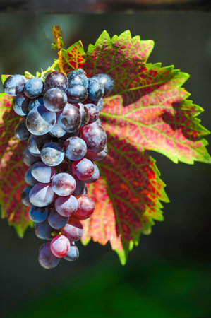 Celebrate the fall season with wine made from freshly picked grapes. Enjoy the beauty of autumn vineyards and enjoy a glass of your favorite wine. Enjoy the rich taste and aroma of premium winesの写真素材