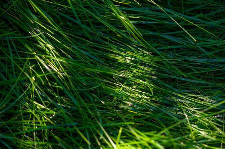 Keep your lawn green and healthy all year round Maintain a well-maintained lawn with professional care Get top-notch lawn care services and make your outdoor space beautiful.の写真素材