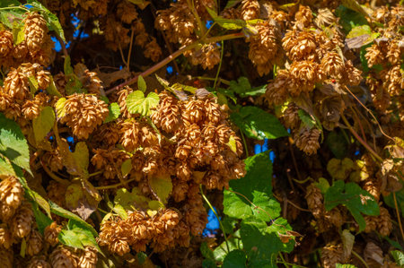 Create your own homemade beer with fresh hops. Enjoy the natural taste and aroma of freshly picked hops. Add a touch of summer to your brewing with vibrant green hop leavesの写真素材