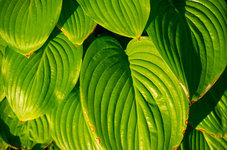 Enjoy the beauty of nature with lush hosta leaves. Create a bright and vibrant garden with these...