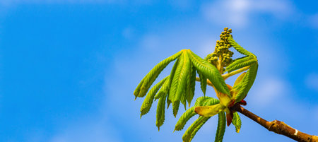Fresh and tender unopened chestnut buds. A sign of new beginnings and growth in early spring....