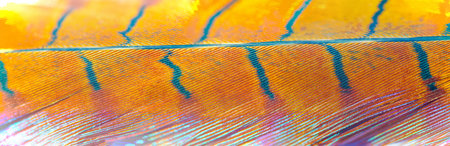 Feel the softness and lightness of this pheasant feather. Appreciate the gentle beauty of its graceful swimming. Leave a magical trail behind you with this ethereal feather.の写真素材