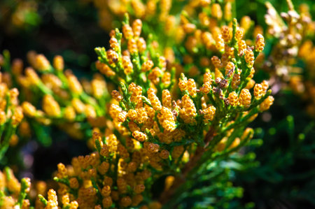 Junipers are coniferous trees and shrubs. Depending on taxonomy, 50 to 67 species of juniper are widely distributed throughout the Northern Hemisphere, from the Arctic, south to tropical Africa,の写真素材