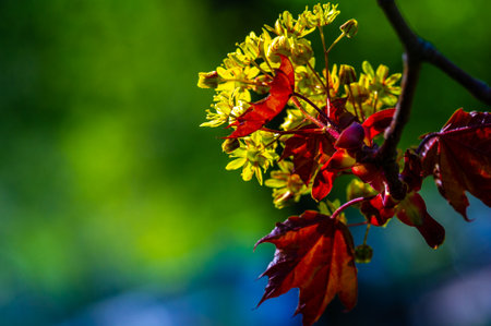 Red Maple A fast-growing tree with bright red fall foliage. Grows well in damp and marshy areas but can adapt to more favorable soil conditions. The juice can be used to prepare maple in a similar wayの写真素材