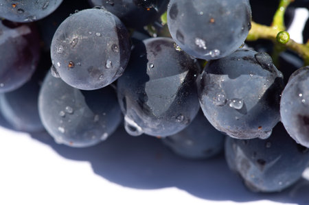 Black grapes on a clean white background for contrast. Evokes a feeling of wine and its rich, juicy...