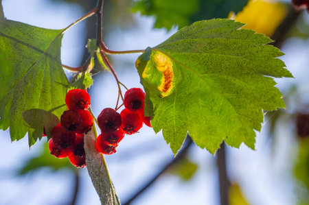 Vibrant shades of red, orange and yellow on tree leaves. Stunning contrast with backlight. Conveys...
