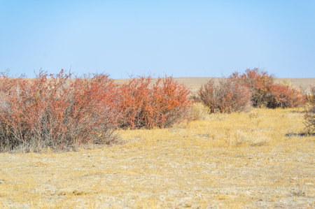 Autumn, Steppe. Prairies. Barberry. A stunning combination of bright autumn colors against an arid desert backdrop. These hardy shrubs beautify barren plains and bring life to desert landscapes.の写真素材