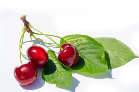Nutrient-rich cherries on a white background. Get your daily dose of vitamins with juicy ripe cherries. A tasty and healthy snack option for vegetarians.の写真素材