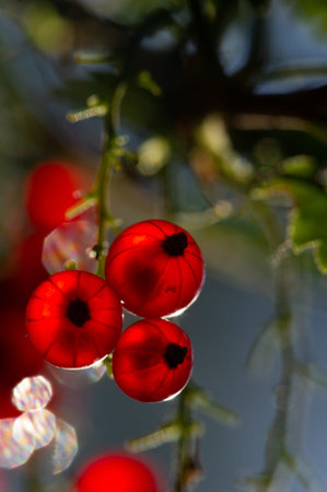 Stunning artistic photograph of red currents. A soft blurred background with an emphasis on bright...