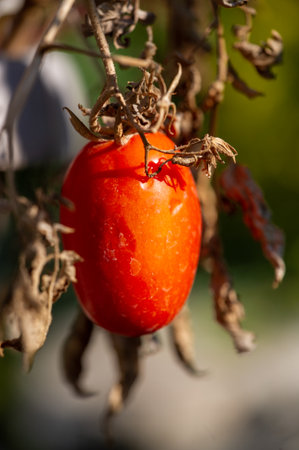 A bright red tomato close up. A macro photograph capturing the details of a summer tomato. A bright and colorful image of a ripe tomato for summer recipes.の写真素材