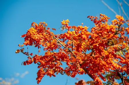 Stunning display of vibrant autumn hues on tree leaves. Captivating lighting that highlights the...