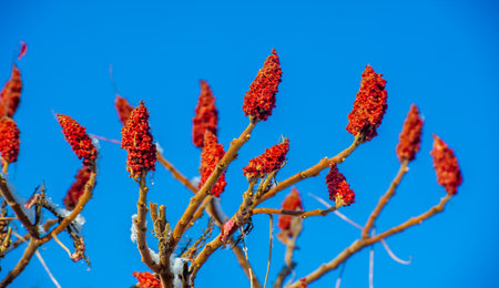 Blurred close-up shot of branches with red sumac fruit clusters covered in snow, set against a clear...