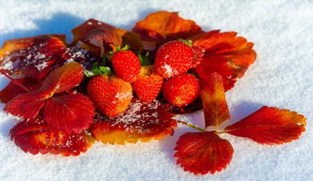 A beautiful composition featuring multiple ripe strawberries with green stems and surrounding leaves, resting on a pristine snowy surface. The snow adds texture and contrast to the vibrantの写真素材