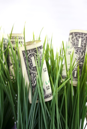 one dollar bills growing in the grassの写真素材
