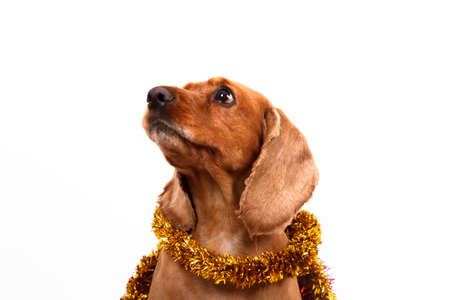 English cocker spaniel dog surrounded by yellow Christmas ornament, isolated on white background.の写真素材