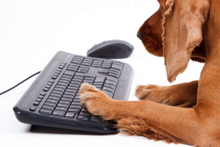 English cocker spaniel dog typing keyboard, isolated on white background.の写真素材