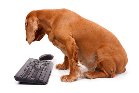 English cocker spaniel dog using mouse and keyboard, isolated on white background.の写真素材