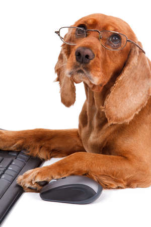 English cocker spaniel dog using mouse and keyboard, isolated on white background.の写真素材