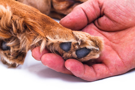 Hand holding English cocker spaniel dog pathy, isolated on white background.の写真素材