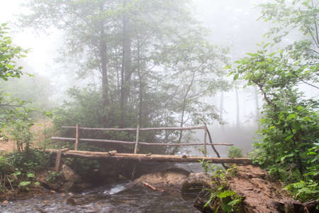 Foggy forest and bridge over stream on a mountain.の写真素材