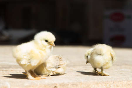 Little funny baby chickens.の写真素材