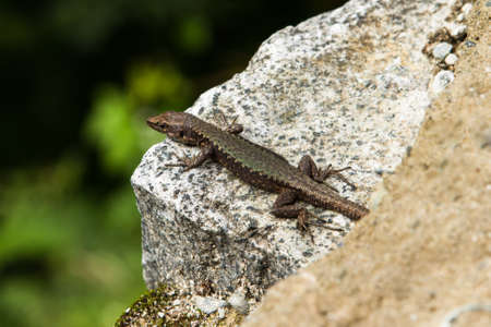 Lizard on rock, on soft green background.の写真素材