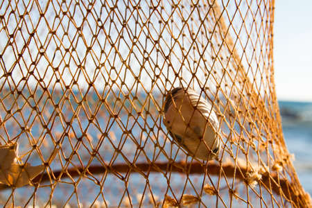 Sea shell on net, coast on clear sky.の写真素材