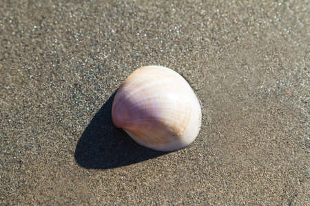 Single sea shell on sandy beach.の写真素材