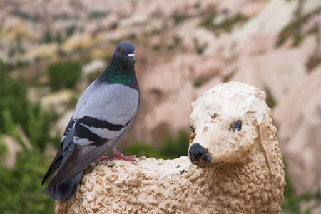 Single pigeon waiting on sheep sculpture.の写真素材