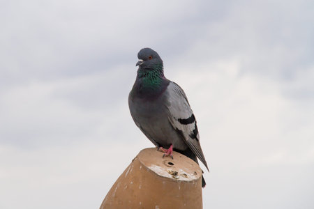 Single pigeon waiting.の写真素材