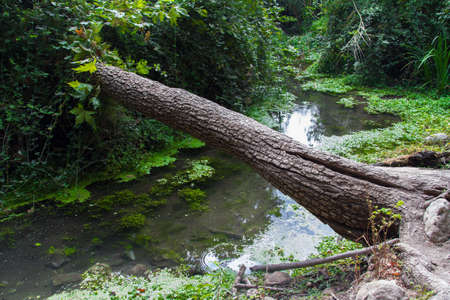 Trees, bushes with some water and algas in jungle.の写真素材