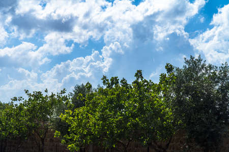 Trees and clouds on sunny day.の写真素材