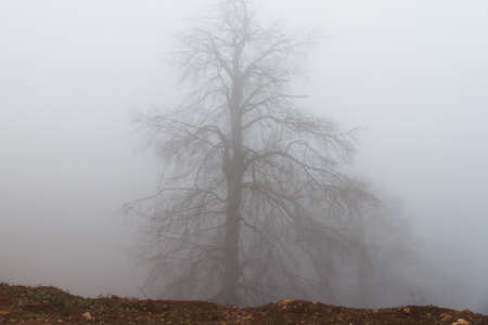 Single tree on foggy landscape.の写真素材