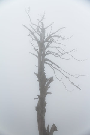 Single tree on foggy landscape.