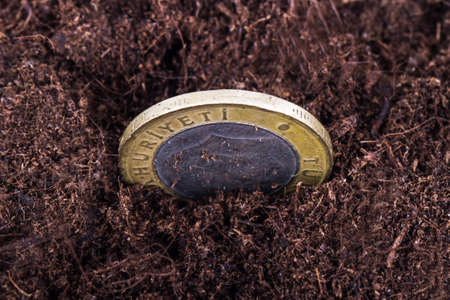 Single coin in soil for growing.の写真素材