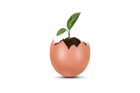 Natural plant growing in broken egg, isolated on white background.